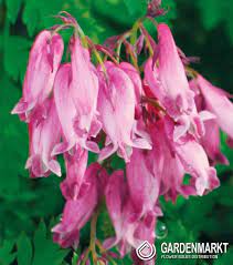 Dicentra formosa (luxuriant) 2 by katsu333. Dicentra Formosa Luxuriant Herzen Luxuriant 1 St Gardenmarkt De