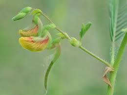 Image result for Aeschynomene sp. C