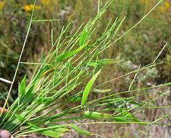 Image result for Urochloa platynota