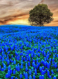 We did not find results for: Aesthetic Blue Flower Field Novocom Top