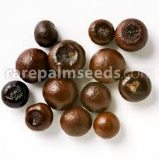 Image result for Sabal domingensis