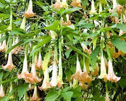 Borrachero, çok büyük dikenli, sonbaharda pembe çiçekler açan güzel bir. Devil S Breath Could Be World S Scariest Drug The Star