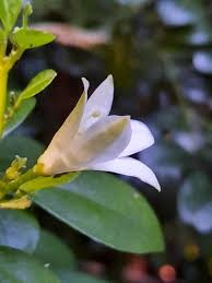 Image result for Murraya