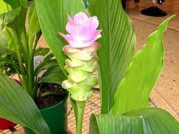 Pin On Gardening