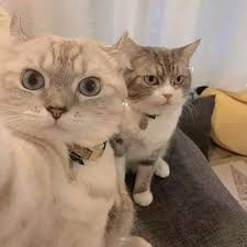 Video Funny Cat In 2020 Baby Cats Cute Cats Cute Baby Cats