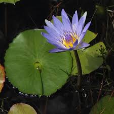 Image result for Nymphaea nouchali