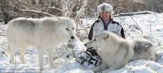 Arctic wolf characteristics arctic wolves generally are smaller than grey wolves, measuring around 3 to 6 feet (0.9 to 1.8 metres) long including the tail. It Feels Like Home At Last Three Arctic Wolf Cubs Enjoy Their First Taste Of Snow Since Arriving In The Uk From Canada Daily Mail Online