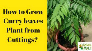 Plant cuttings are grouped into four basic categories: How To Grow Curry Leaf Plants From Cuttings Youtube