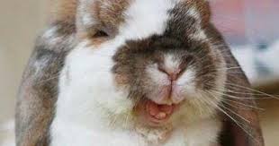 This Makes Me Smile Imagenes De Animales Tiernos Fotos De Animales Bebe Animales Y Mascotas