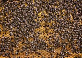 Legislation has reduced the number of incidents. What S Happening To New Hampshire S Honey Bees New Hampshire Public Radio