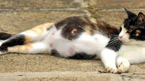 Banyak orang yang mengeluh tidak nyaman karena gusi bengkak. Penyebab Dan Cara Mengobati Bengkak Pada Puting Kucing