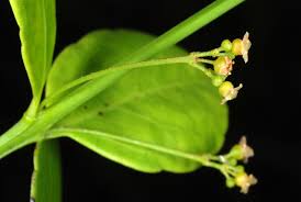 Image result for Crossopetalum mossambicense