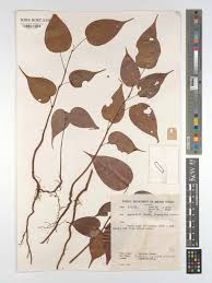 Image result for Connarus