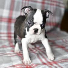 'best boston terrier breeders in california', 'california boston terrier breeders', 'boston terrier breeders in (ca)' this is a good place to start and hopefully our breeder directory will help you find a breeder. Clara Boston Terrier Puppy 665685 Puppyspot