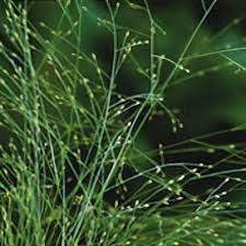 Image result for Agrostis isopholis