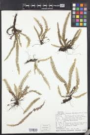 Image result for Grammitis cryptophlebia