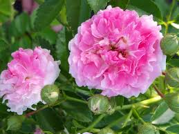 Maybe you would like to learn more about one of these? Seven Sisters Old Garden Antique Heirloom Climbing Rambler Rose Bush Live Plant Double Pink Starter Size 4 Inch Pot Emeralds Tm Emerald Goddess Gardens