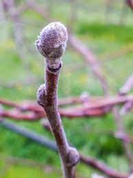 Trees with many smaller branches can bear as much fruit as trees with few large branches without creating as much shade while increasing vigor. How To Tell Fruit Buds From Leaf Buds Grow Great Fruit
