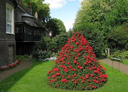 Victorian Garden With Pelargonium Pyramid Victorian Gardens Pelargonium Garden