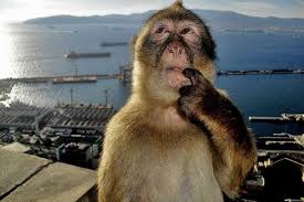 Thinking Monkey (720p Upscale* of 480p original, with additional JPEG  removal and detail refinements) : r/MemeRestoration