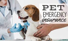 Check spelling or type a new query. Emergency Pet Insurance Best Options To Cover Visits Procedures And More Caninejournal Com