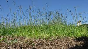 Maybe you would like to learn more about one of these? How To Care For A Bahiagrass Lawn Dengarden