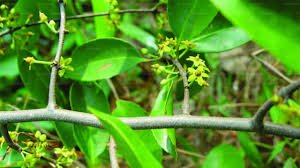 Image result for Salacia orientalis