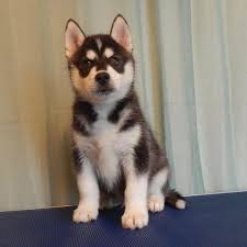 Husky goldfields & welkom, pure bred siberian husky puppies for sale, they are vaccinated and dewormed. Dallas A Siberian Husky Puppy Near Dallas Tx 8 Weeks Old For Sale In Rockwall Texas Classified Americanlisted Com