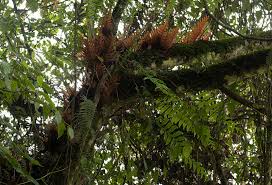 Image result for Drynaria volkensii