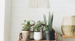 Maybe you would like to learn more about one of these? Your Guide To Stopping Common Houseplant Pests Sunset Magazine