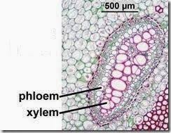 We did not find results for: Difference Between Xylem And Phloem Major Differences Plant Science Botanical Science Plant Structure