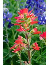 Dreamstime is the world`s largest stock photography community. Indian Paintbrush Flower Indian Paintbrush Flowers Indian Paintbrush Indoor Flowering Plants