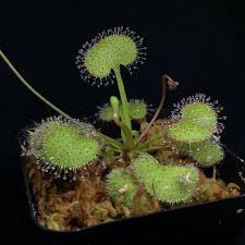 Image result for Drosera pilosa