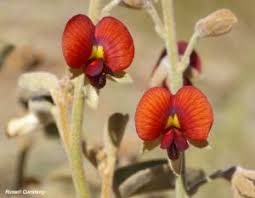 Image result for Holubia saccata