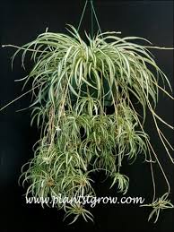 Image result for Chlorophytum silvaticum