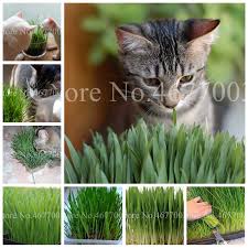 Maybe you would like to learn more about one of these? 500 Pcs Harvested Cat Grass Bonsai Home Garden Lovely Foliage Plant Flower Indoor Pot New Wheat Decorative Landscaping Easy Grow Buy At The Price Of 0 15 In Aliexpress Com Imall Com