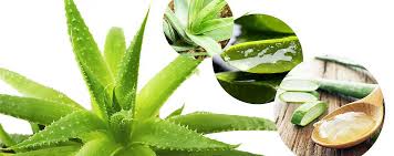 Aloe vera bitkisi yetiştirme ve çoğaltma çok zor değildir bakımı kolaydır. Aloe Vera Maskesi Nasil Yapilir Aloe Vera Maskesi Faydalari Nelerdir Cilt Bakimi