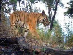 There are currently only 3200 wild tigers in the world!international tiger day, also known. International Tiger Day 2020 All You Need To Know India News Times Of India