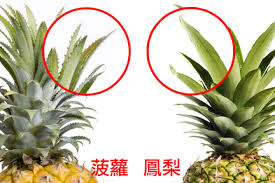 From chinese 鳳梨, probably more specifically cantonese, given that it was the portuguese who first brought this fruit to east asia. Pineapple è è˜¿ å'Œ é³³æ¢¨ åŽŸä¾†ä¸ä¸€æ¨£é€™éº¼å¤šå¹´éƒ½æžéŒ¯äº† åŠ æ‹¿å¤§ä¸­æ–‡é›»å°am1470 Fm96 1