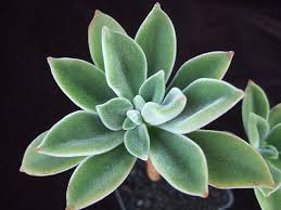 The ultimate guide that teaches you how to plant succulents and grow them in the easiest way possible, how to water and how to care for. Echeveria Coccinea Echeveria Succulents Cactus Plants