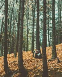 Lost In The Woods Wonderlust Forest Aesthetic Perfectclick Nature Mountains Lost In The Woods Nature Wood