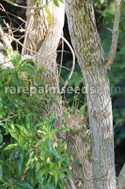 Image result for Nuxia