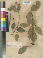 Image result for Garcinia punctata