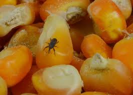 Larval root weevils will look like white grubs or worms and will be found in the soil. Maize Weevil Control And Treatments For The Home Yard And Garden