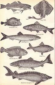 In fact, the vast number of pores in a. Fish Zoological Drawing