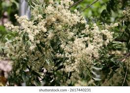 Image result for Meliaceae