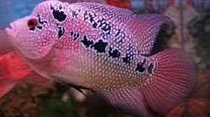 Jika merawat ikan hias tipe louhan, arwana atau jenis mahal lainnya. 13 Cara Memelihara Ikan Louhan Agar Cepat Jenong Arenahewan Com