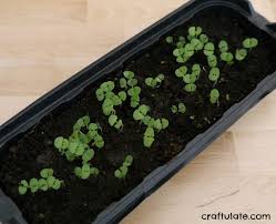 You can start growing flower seeds indoors, in a planter, or outside in your garden or flower bed. Fast Growing Seeds For Kids Craftulate