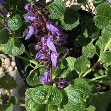Image result for Plectranthus fruticosus