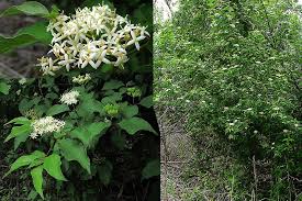 Image result for Cornaceae